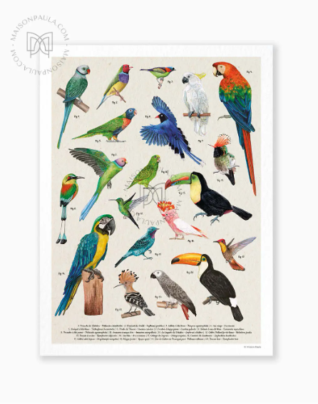 12439_1_maison paula les oiseaux remaarquables.png