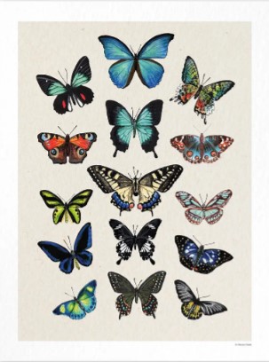 10517_1_MAISON PAULE planche papillon .jpg