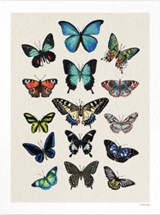 10517_1_MAISON PAULE planche papillon .jpg